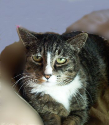 Prancy Clawdig Wallbounce Tramplepaws