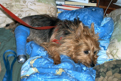 Kwali on Blue Bed Quilt