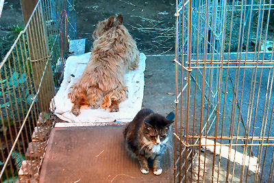 Kumbi and Prancy check the Front Stoop