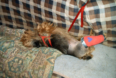 Kwali elevates her new RedLeg