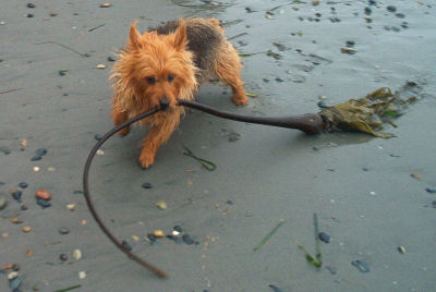 Kwali drags seaweed from tide