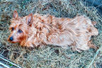 Kumbi Rests in the Potty Pen