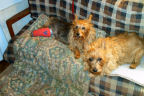 Kwali RedLeg on Couch, Kumbi for company