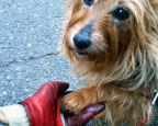 I pick up Kwali's paw; she allows it